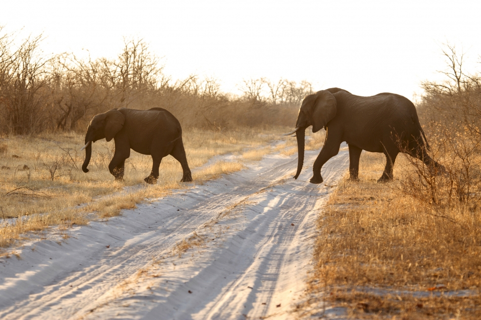 Elefanti sulla strada nel Parco nazionale del Chobe