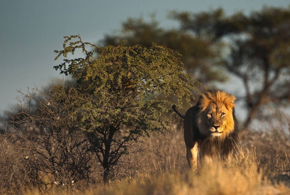 Leone nelle saline di Makgadikgadi e Nxai