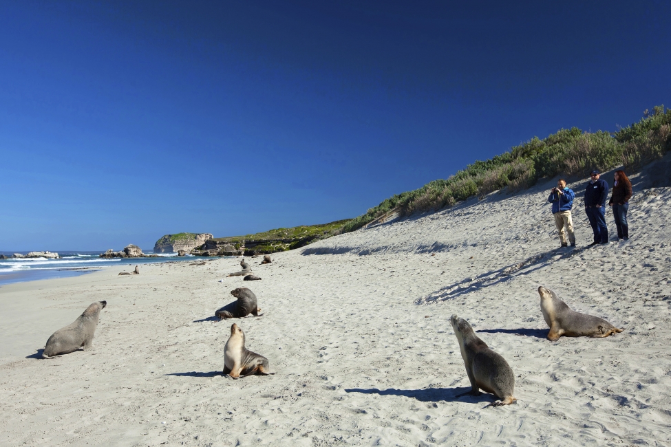 Foche sulla spiaggia di Seal Bay, Kangaroo Island