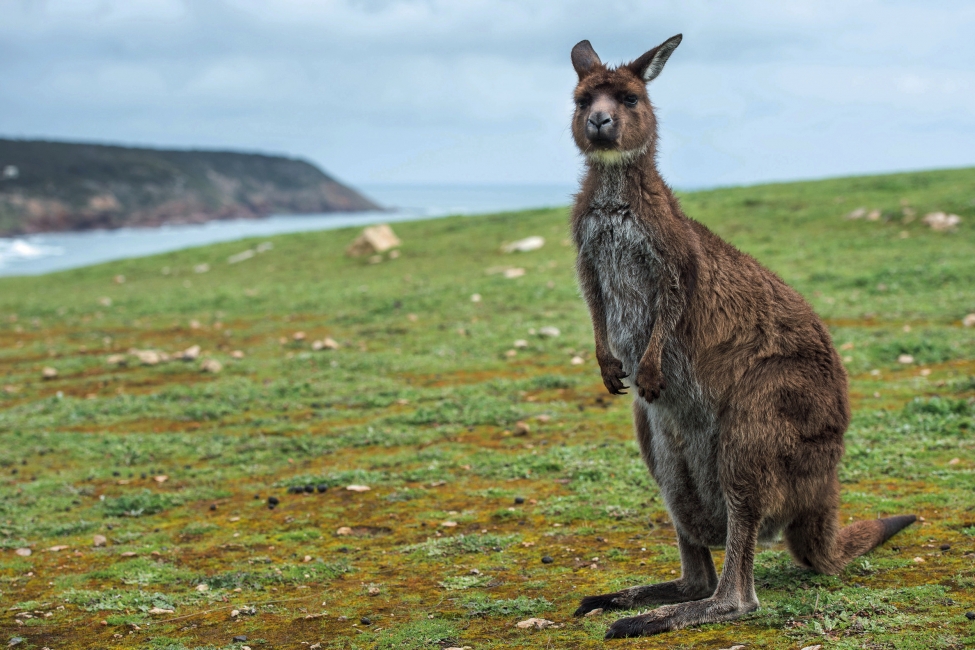 Canguro su Kangaroo Island