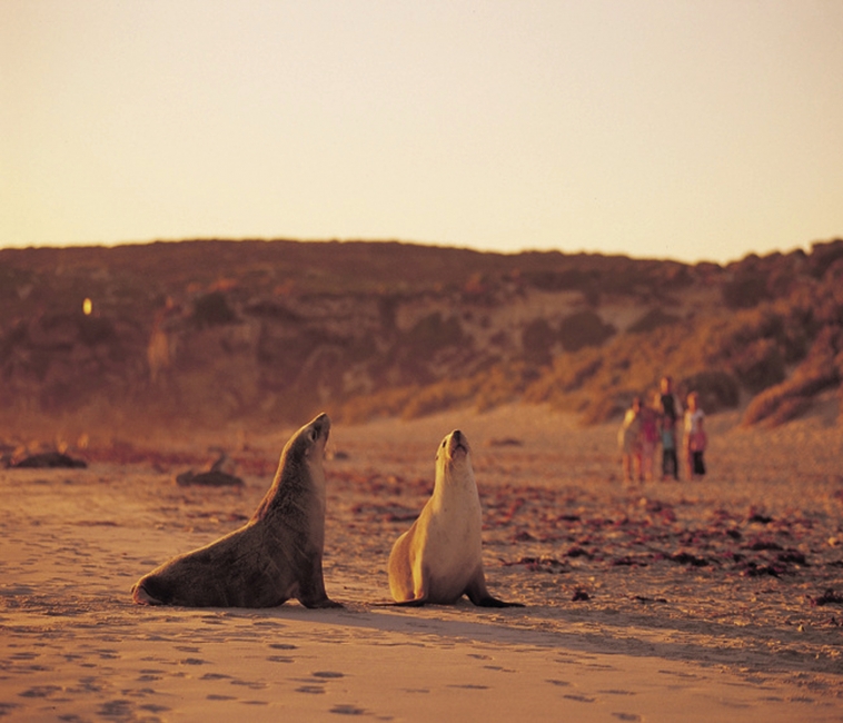 Due foche a Seal Bay, Kangaroo Island