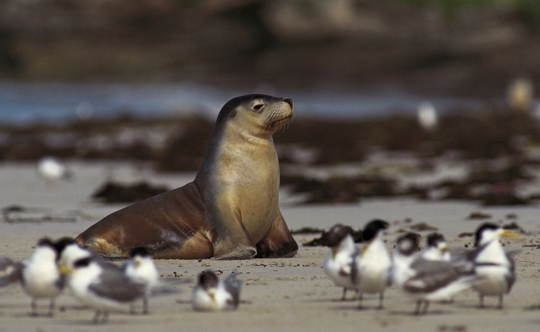 Foca e gabbiani a Seal Bay, Kangaroo Island